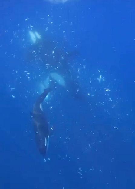 Orcas caught on camera ramming one of world¿s heaviest fish so hard it exploded