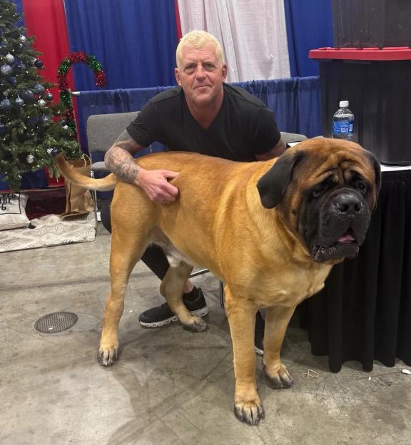 WWE Legend, 56, Showcases His 114-Kilo Dog Beast at Crufts: 'An Amazing Animal That Can Be a Bit Painful!'