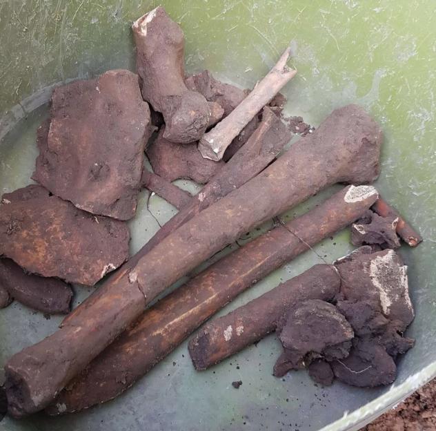 Human bones covered in mud, found in a garden.