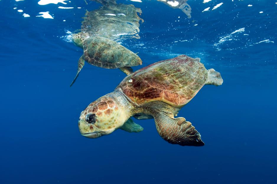 Two Loggerhead Sea Turtles swimming underwater, one in the foreground, one in the background.