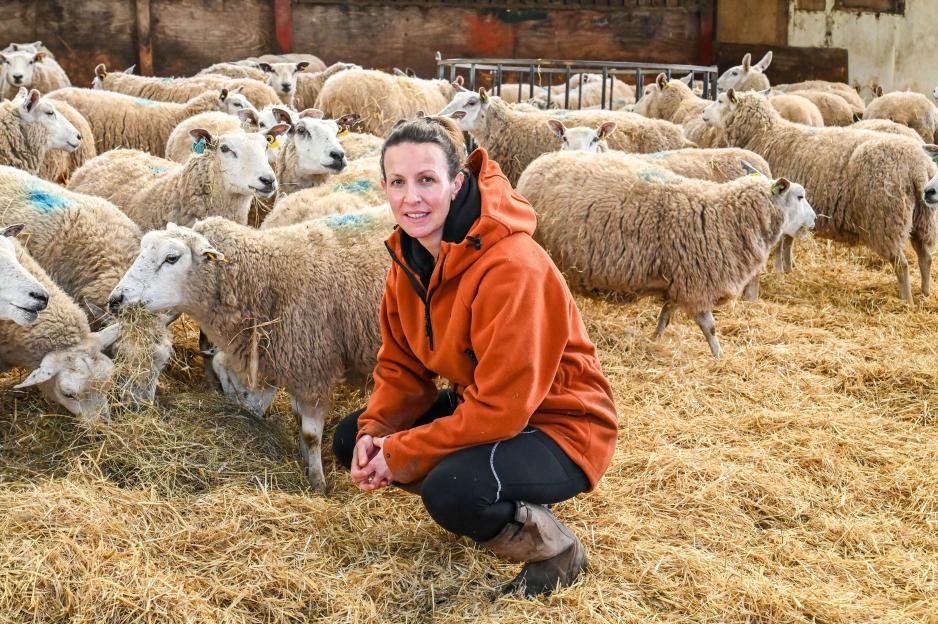 Winding road through hills populated with sheep.