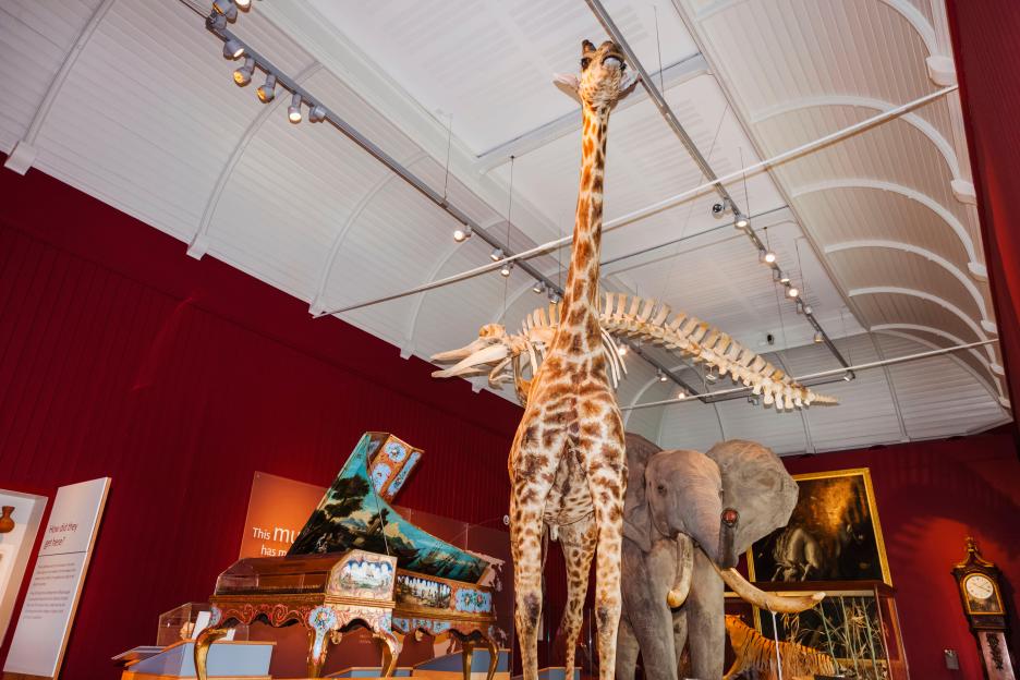 Taxidermy giraffe, elephant, and tiger on display at the Royal Albert Memorial Museum and Art Gallery.