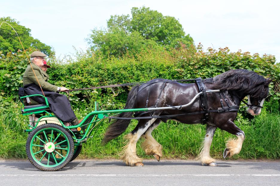 Pony and Carriage