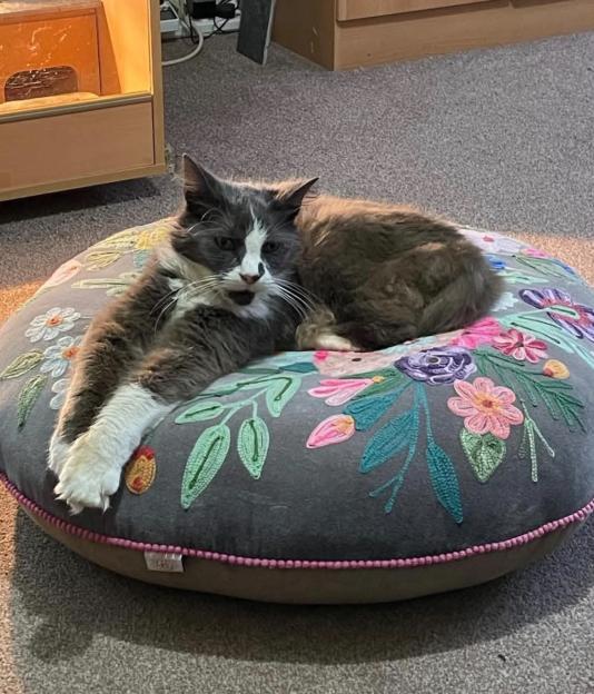 Walty the cat lying on a floral cat bed.