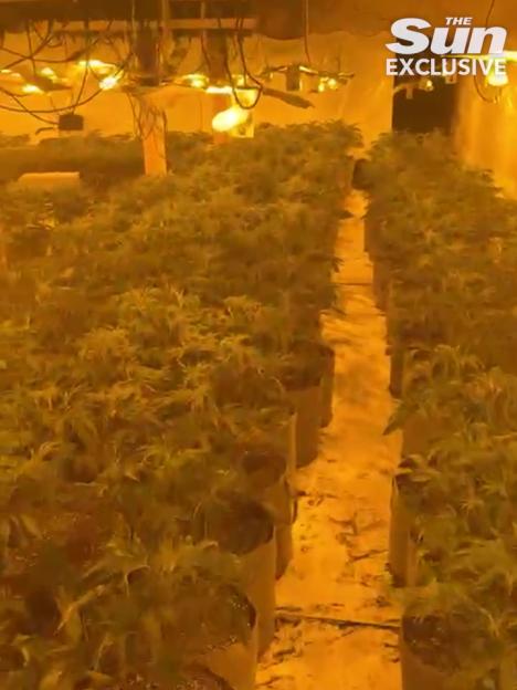 Cannabis plants growing in an indoor facility with artificial lighting.
