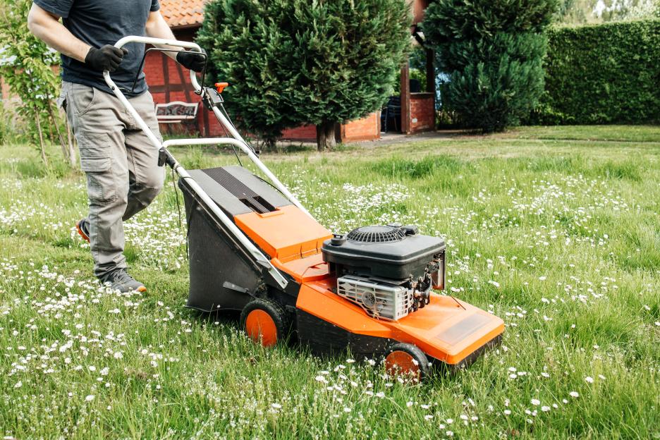 A man mowing a lawn covered in daisies with an orange lawnmower.