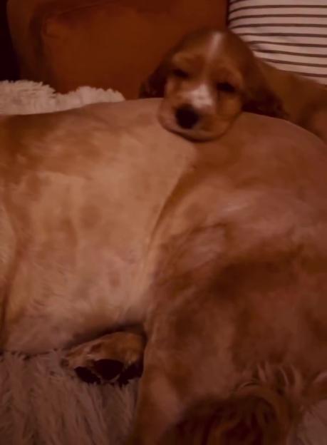 A small puppy rests its head on the back of a larger dog.