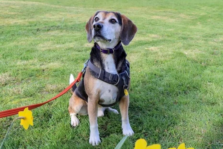 UK's loneliest dog unwanted for two years because his grey snout makes him look old