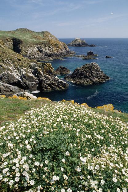 Saltee Island coast with white flowers in the foreground.