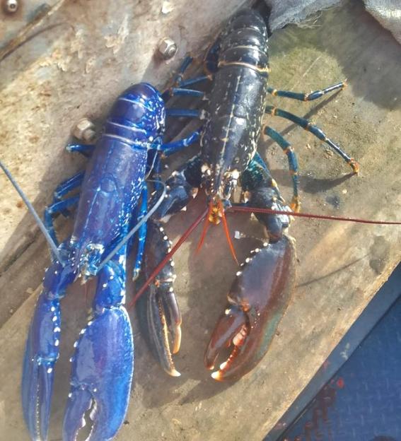 VIDEO: British family shocked to find rare BLUE lobster ¿ a one in two million chance ¿ on beach