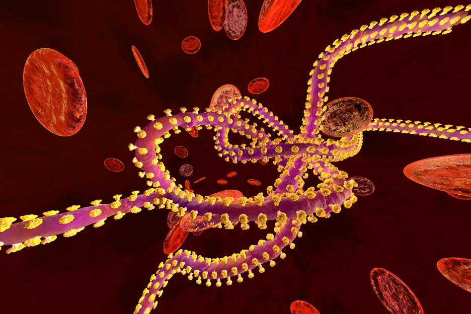3D rendered illustration of an Ebola virus in the blood stream surrounded by erythrocyte cells