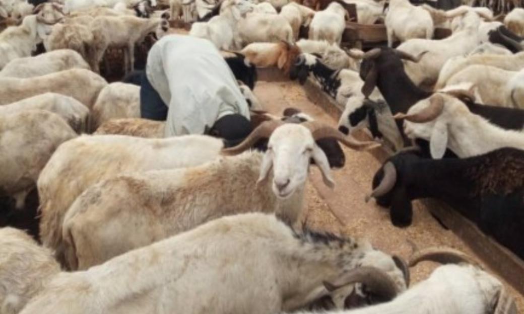 Eid-el-Kabir: Lagos Government Prohibits Ram Sales on Highways