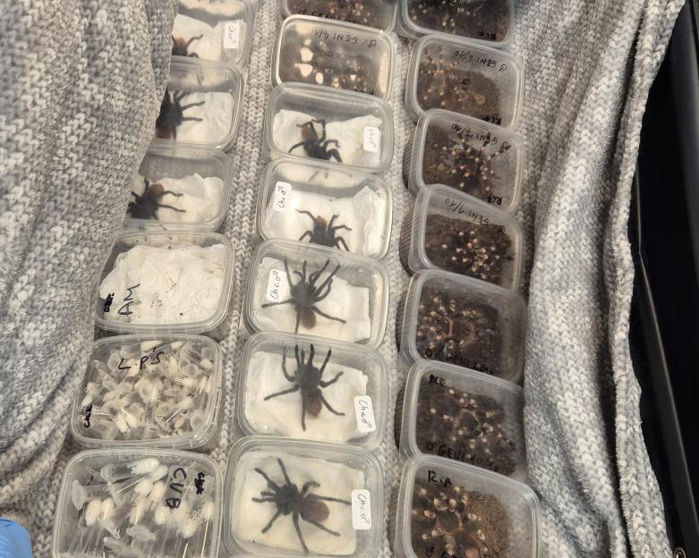 Several tarantulas in plastic containers alongside other containers filled with various small insects or spiders and white objects, laid out on a gray knitted blanket.