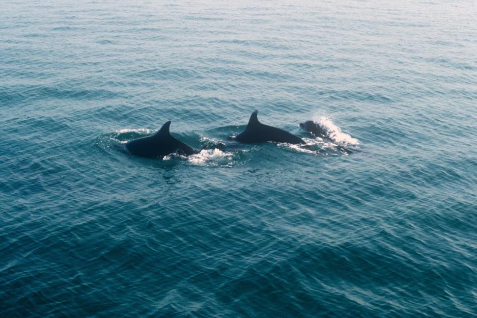 "Warning Issued: 'Aggressive' Dolphins Sighted at UK Coastal Hotspot—Stay Back, Holidaymakers!"