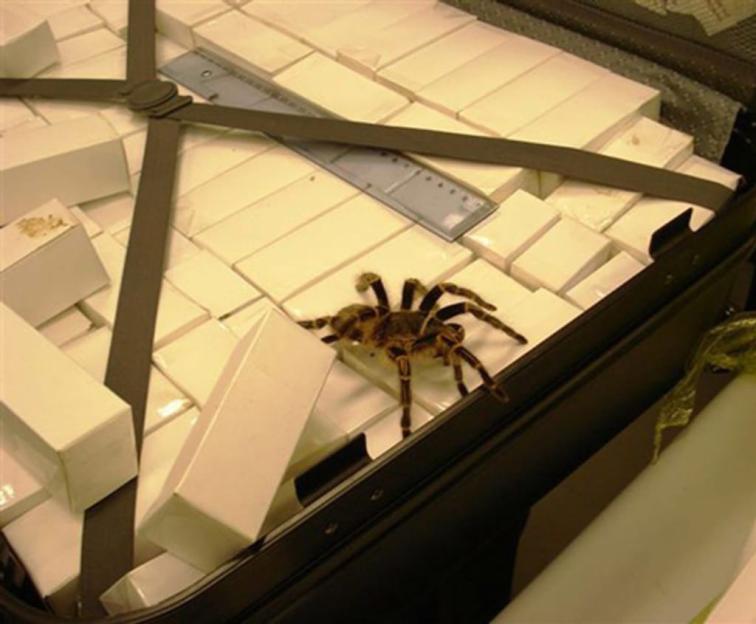 A tarantula on a suitcase full of white rectangular packages.