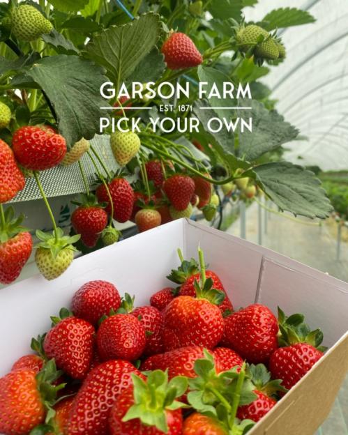 Garson Farm "Pick Your Own" strawberries in a field.