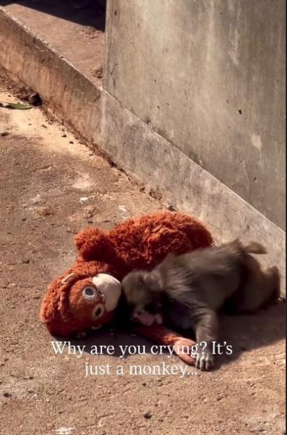 NINTCHDBPICT001061642451