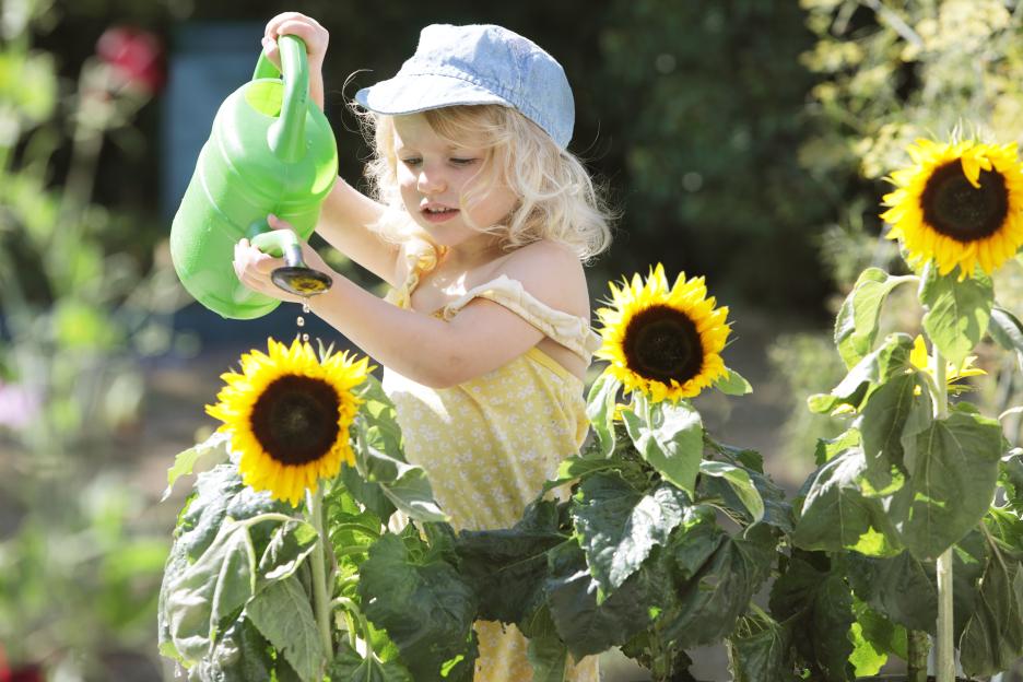 'Don’t Miss Out: 5 Last-Minute Jobs to Prep Your Garden for Summer’s Finale!'