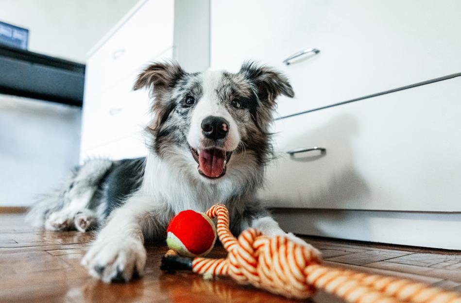 Happy Border Collie lying on the floor with a toy.
