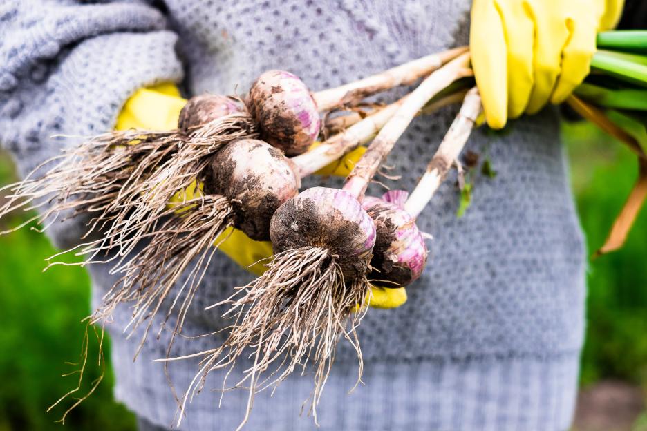 Person wearing yellow gloves holding freshly harvested organic garlic.