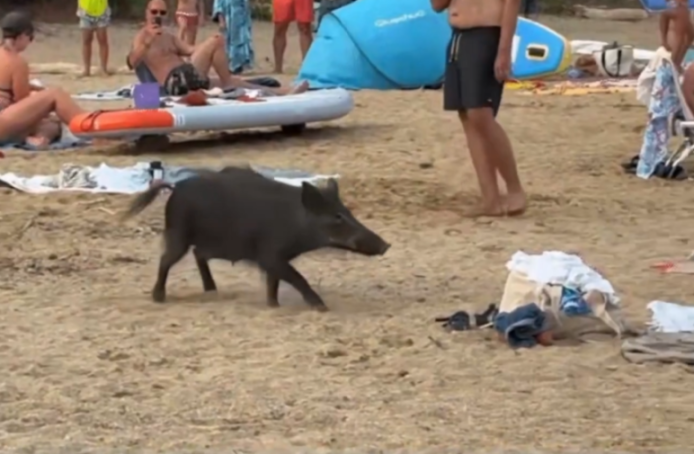 "Unexpected Encounter: Boar Attempts to Snatch Food from Sunbather's Bag at Popular British Beach!"