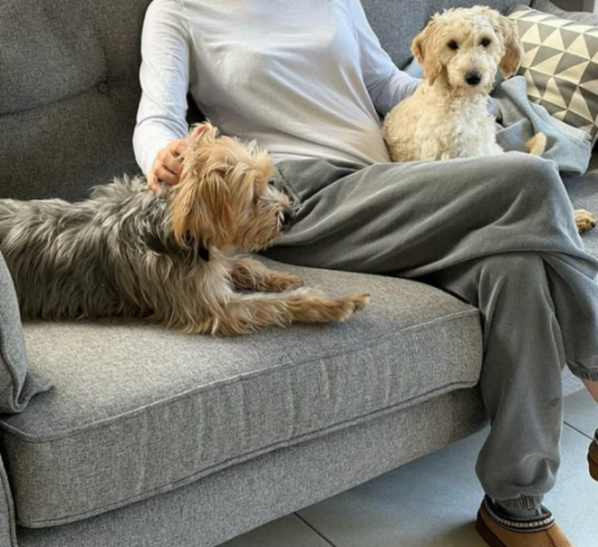 A person sitting on a couch with two dogs, one light-colored and one brown and gray, demonstrating the recovery of neglected poodles.