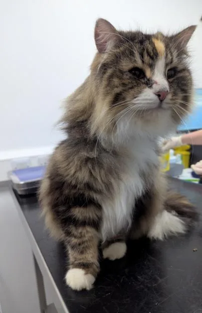 Maddy the rescued cat sitting on a table.