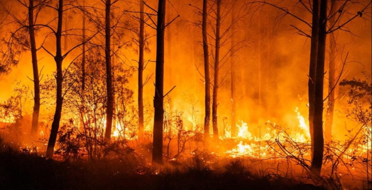 Wildfires rage through a forest at night, with bright orange flames engulfing the trees.