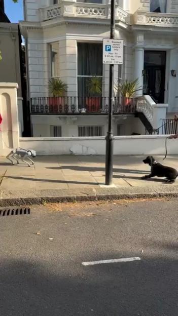 A gray robotic dog and a black dog on a leash on a sidewalk.