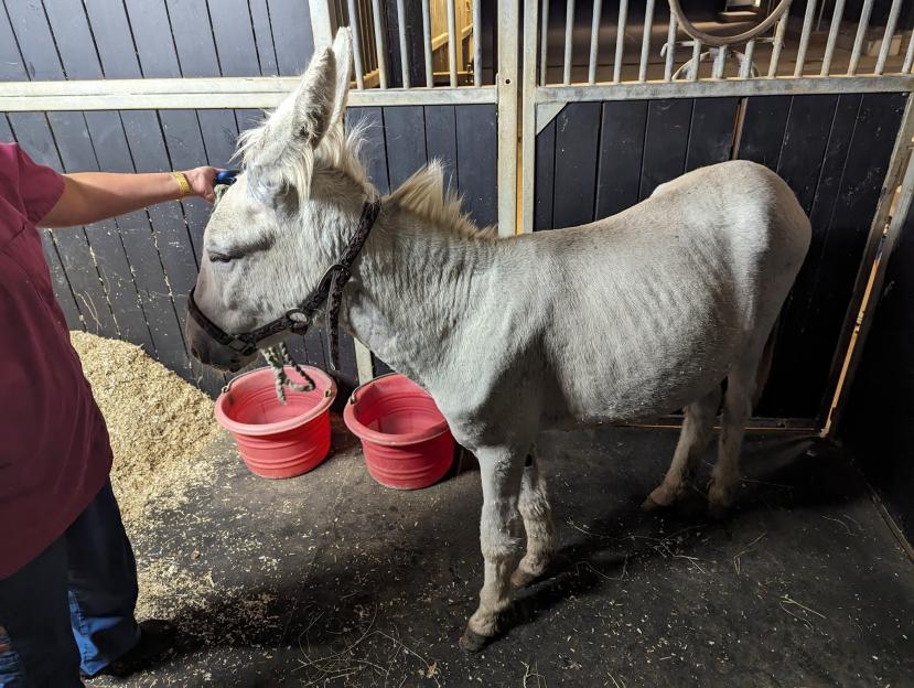 A person grooming a skinny, light-colored donkey in a stable.