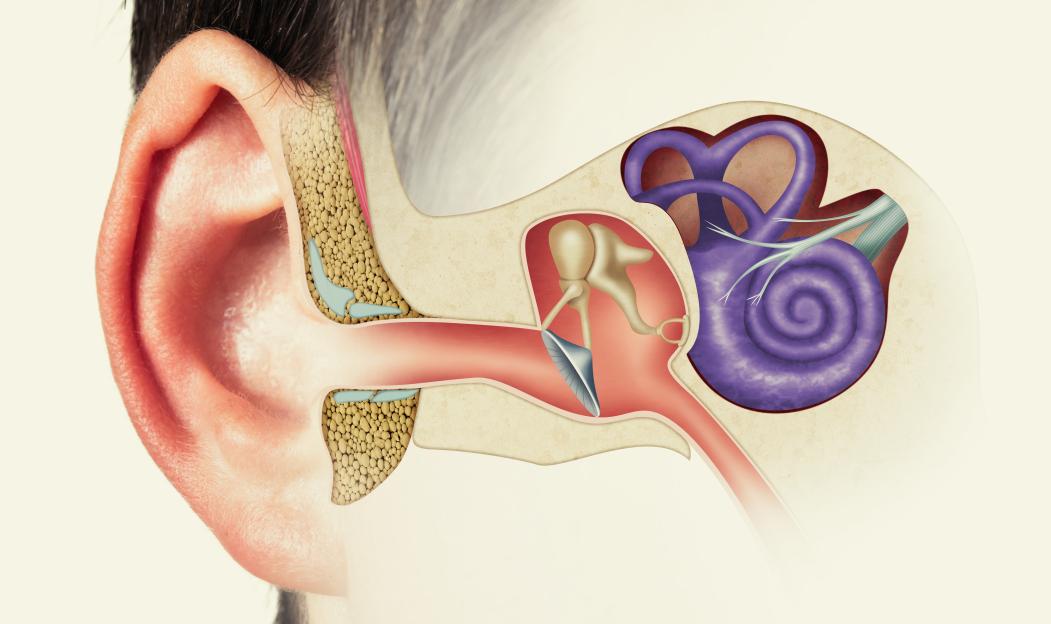 Structure of the human ear