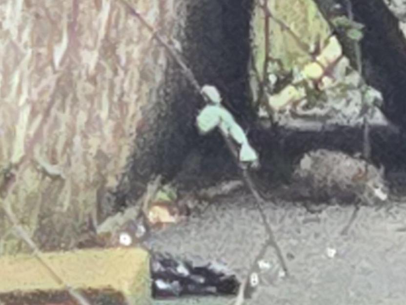 A rat on Newport's Pottery Road.