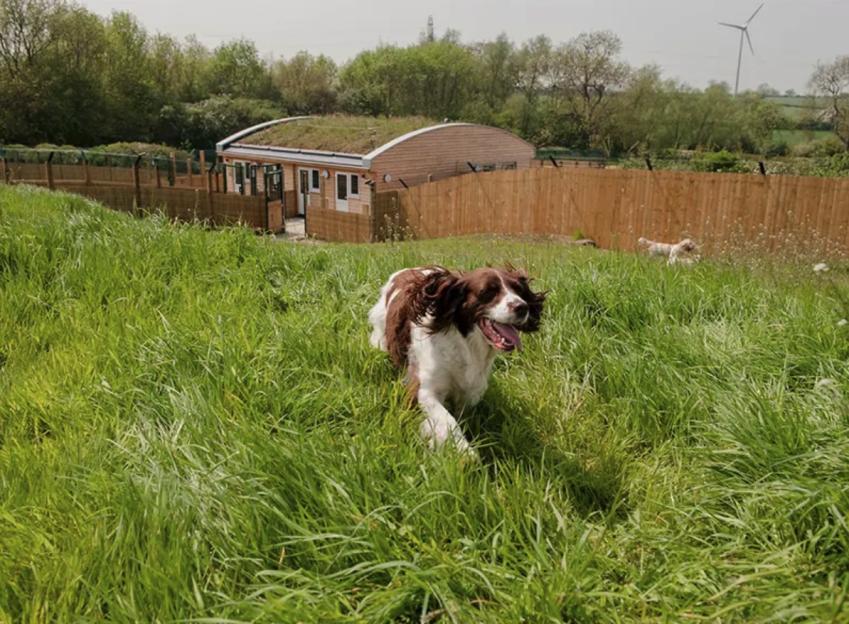 A brown and white dog running through a grassy field with a building and fence in the background.