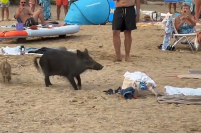 Wild boars on a beach in the French Riviera.