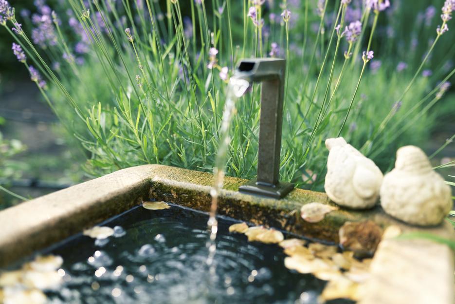 A garden fountain with running water, bordered by lavender plants.