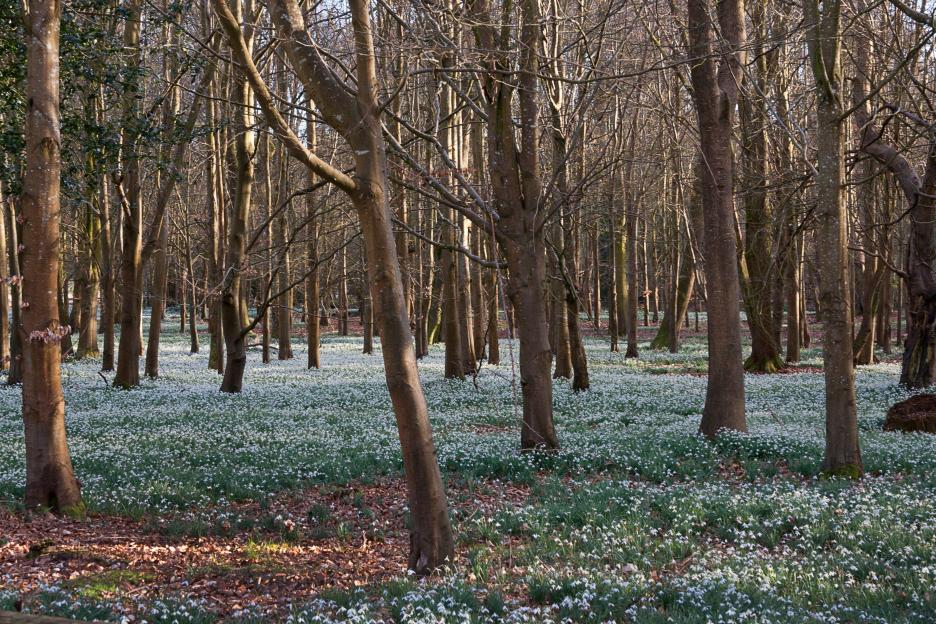 Snowdrops covering the ground of Welford Park estate in Newbury, Berkshire, England.