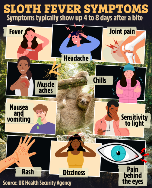 Illustration of sloth fever symptoms: fever, headache, joint pain, muscle aches, nausea and vomiting, rash, dizziness, chills, sensitivity to light, and pain behind the eyes.