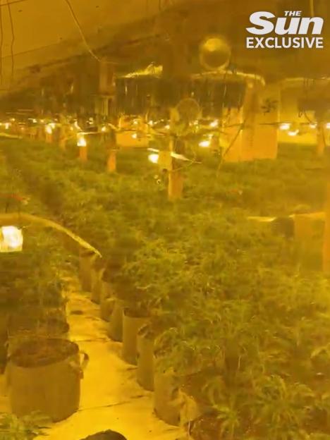 A large indoor cannabis cultivation operation with rows of potted plants under yellow grow lights.