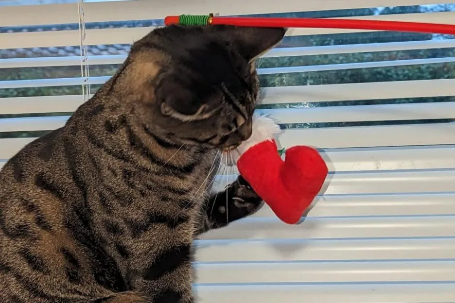 Couple left devastated after missing cat's severed tail posted through letterbox