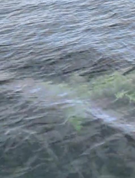 VIDEO: Monster shark spotted patrolling off British Isles