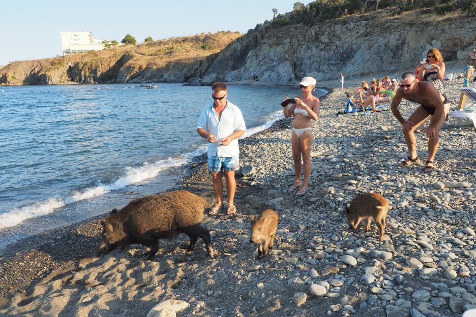 FRANCE-ANIMAL-OFFBEAT