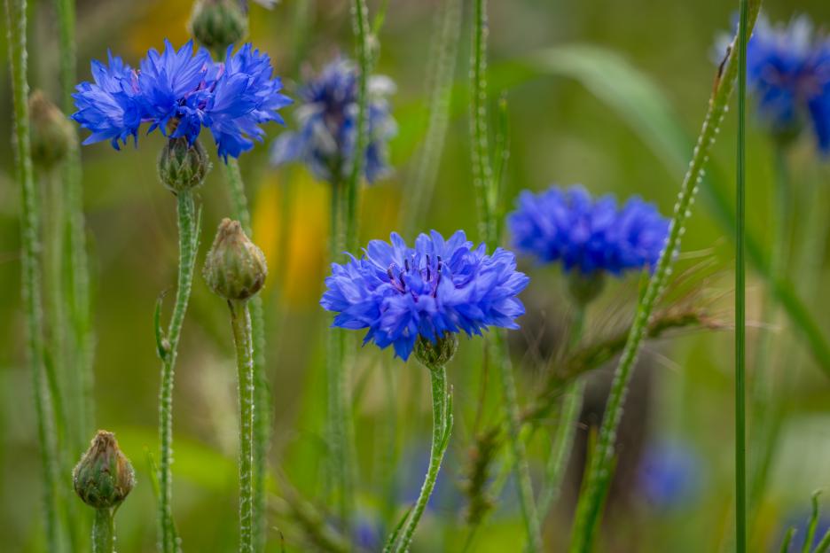 cornflower - Centaurea cyanus