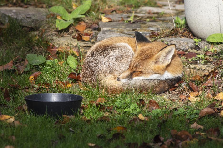 A red fox sleeping curled up in a garden with a black bowl in the foreground.
