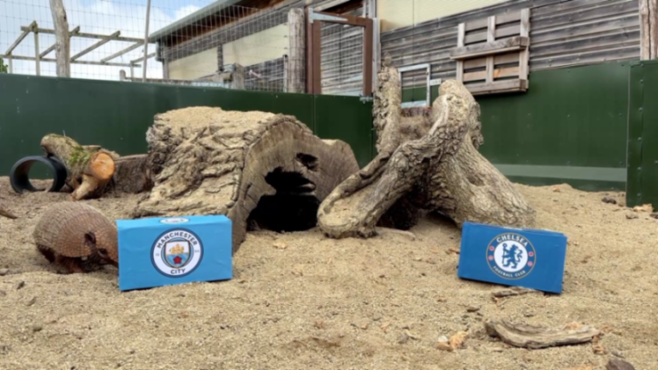 An armadillo next to a Manchester City FC box, with a Chelsea FC box in the background.