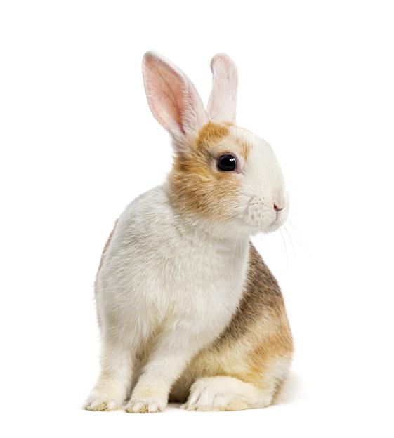 Rabbit looking at the camera with curiosity.