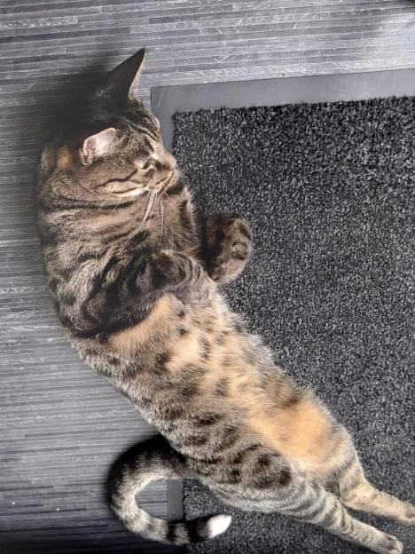 Couple left devastated after missing cat's severed tail posted through letterbox