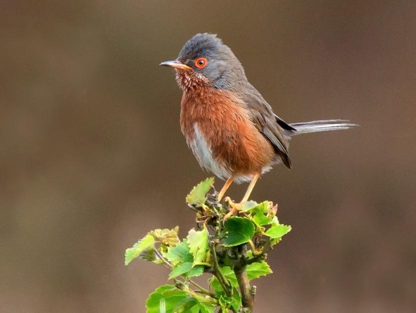 Dartford warbler perched on a birch tree branch.