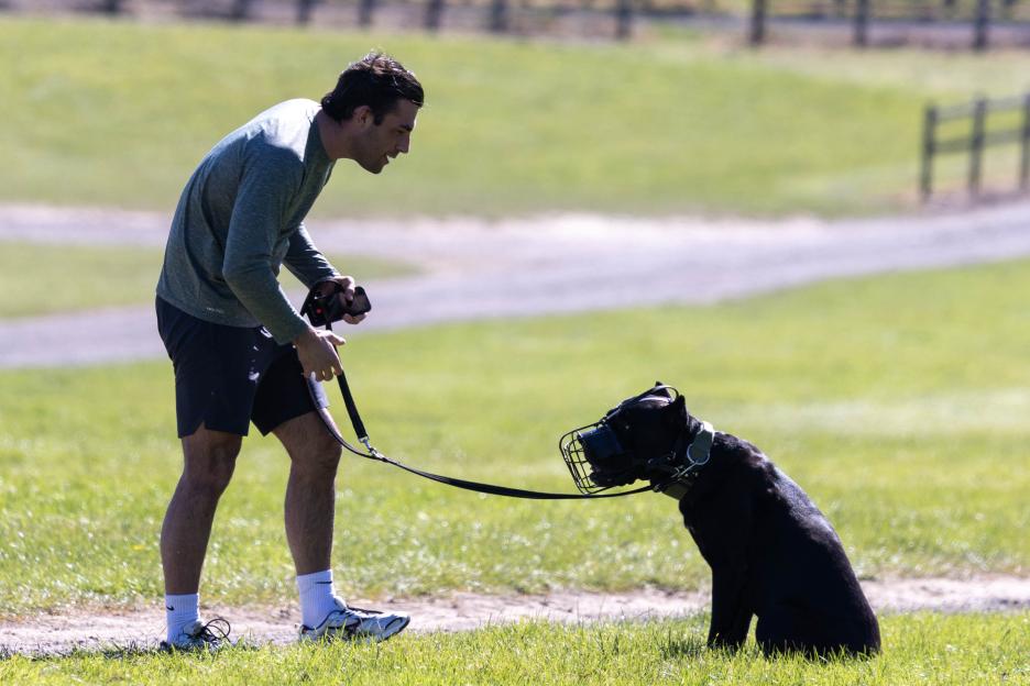 Man in a gray long-sleeved shirt and black shorts holding a black dog with a muzzle on a leash in a grassy field.