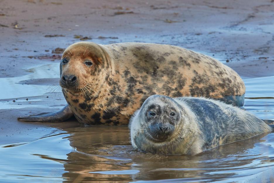 A grey seal pup with its mother on the shore, partially in the water.