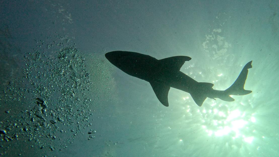 Lifeguard Fights Off 12-Foot Shark in the English Channel, Prompting Emergency Beach Closure and Swimmer Evacuations
